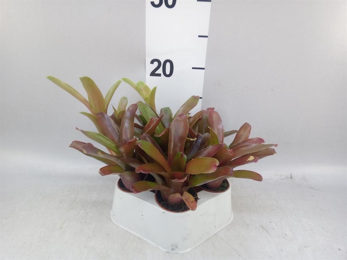 <h4>Neoregelia  'Fire Ball'</h4>