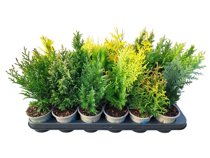 <h4>Conifers   ...mix</h4>