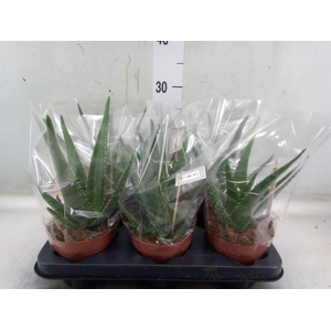 Aloe  'Mistral'