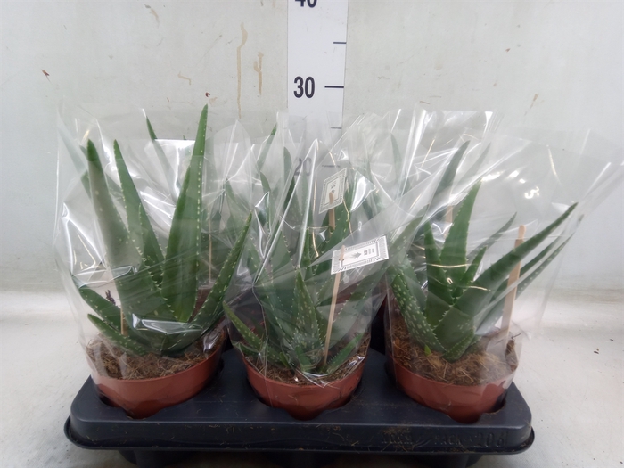 <h4>Aloe  'Mistral'</h4>