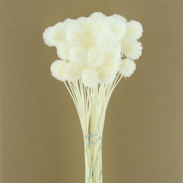 <h4>Pres Scabiosa Bleached White</h4>