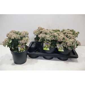 arr8 Sedum S Pink Passion