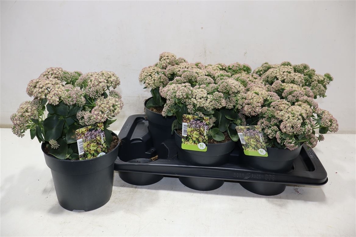<h4>arr8 Sedum S Pink Passion</h4>