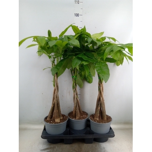 Pachira aquatica