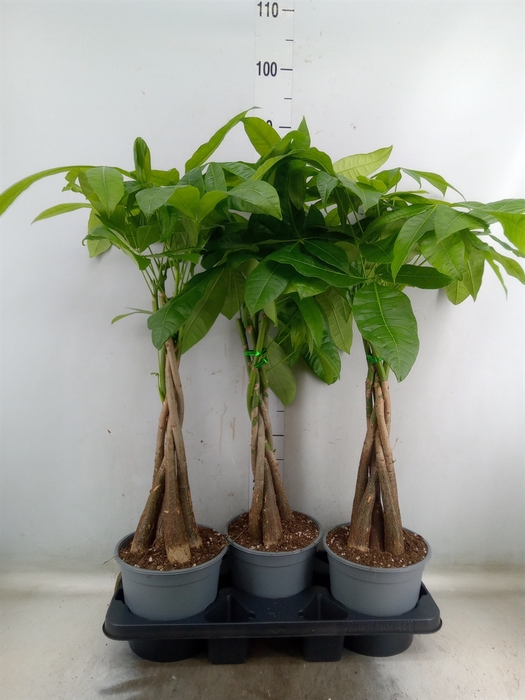 <h4>Pachira aquatica</h4>