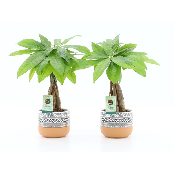 <h4>Pachira Aquatica gevlochten stam in New Azteca Keramiek</h4>