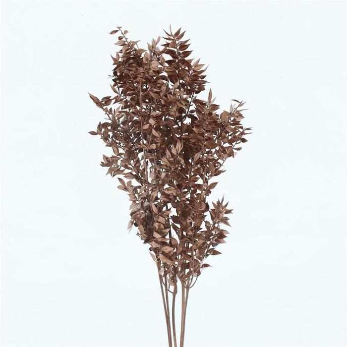 <h4>Pres Ruscus Copper (5 Stems P Bunch)</h4>