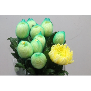 CHR G MAGNUM YELLOW ANGEBOT