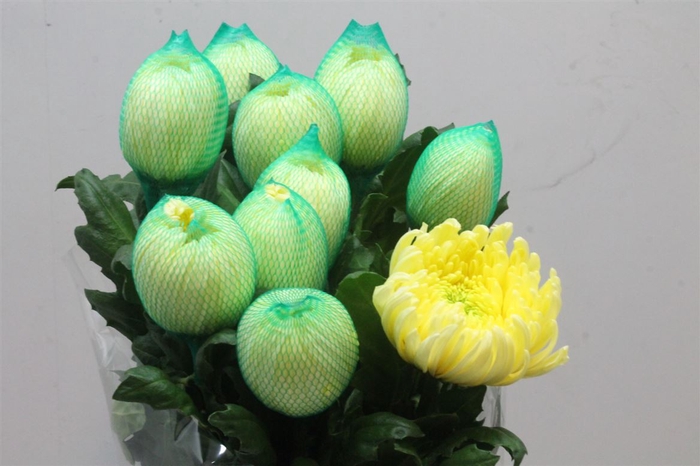 <h4>CHR G MAGNUM YELLOW</h4>