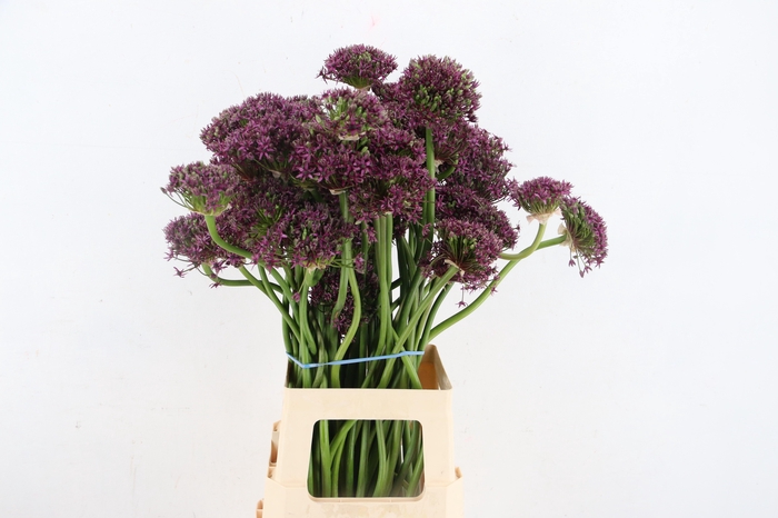 ALLIUM  MIAMI ARTISTIEK