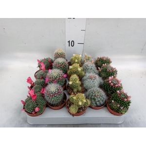 Cactus   ...flowering mix