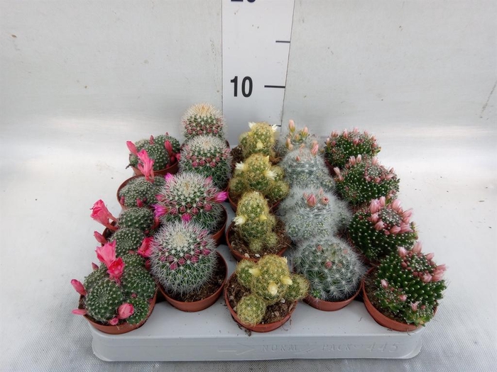 <h4>Cactus ...flowering mix</h4>