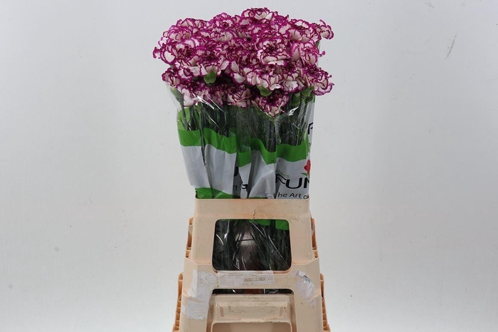 <h4>Dianthus ST 'Kino'</h4>