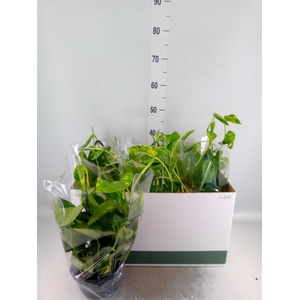 Epipremnum pinn.   HG