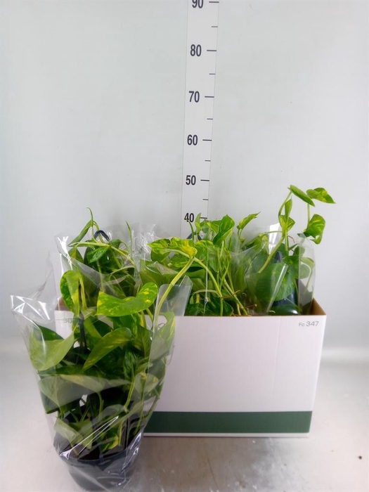 <h4>Epipremnum pinn.   HG</h4>