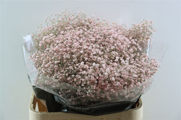 <h4>Gyps Grof Soft Pink (dip)</h4>