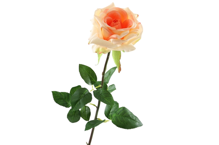<h4>Rosa Salmon</h4>