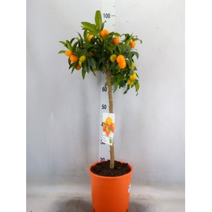Citrus   ...