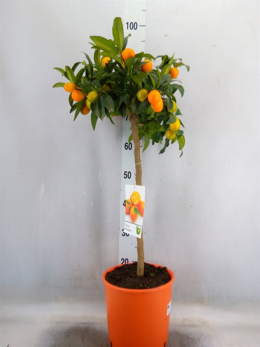 <h4>Citrus   ...</h4>