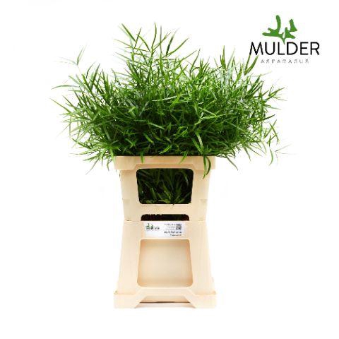 <h4>Asparagus Falcatus X50 Mulder</h4>