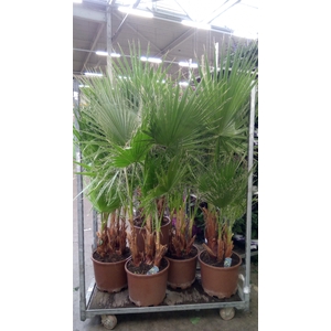 Washingtonia robusta