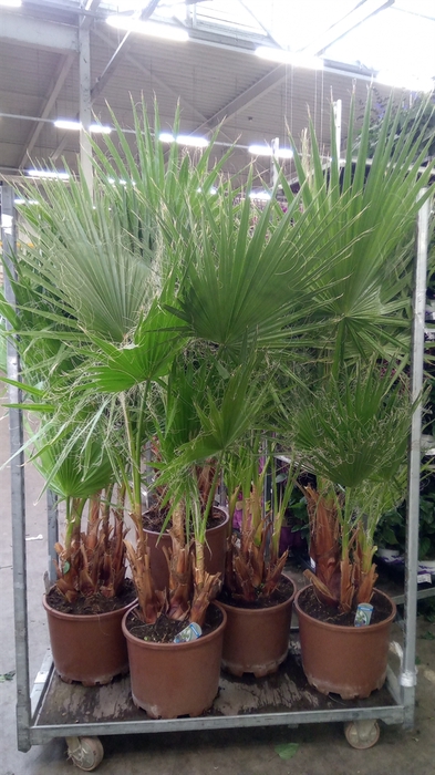 <h4>Washingtonia robusta</h4>