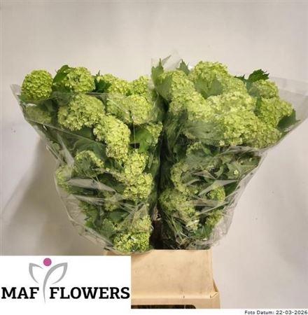 <h4>Viburnum Roseum St</h4>