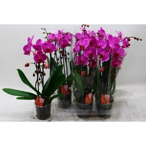 PHAL EL CASCADE