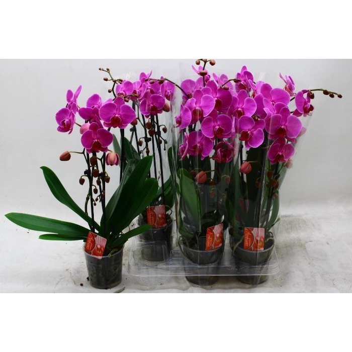<h4>PHAL EL CASCADE</h4>