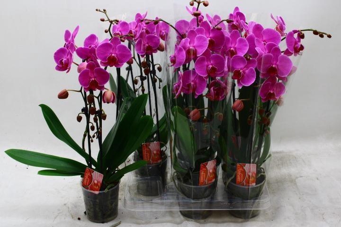 <h4>PHAL EL CASCADE</h4>