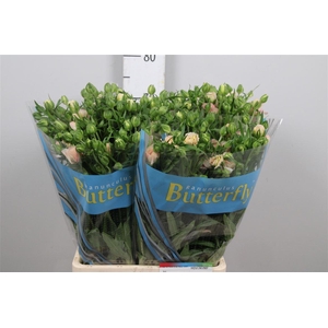 Ran Butterfl Ariadne