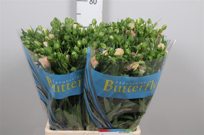 <h4>Ran Butterfl Ariadne</h4>