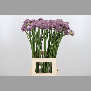 Allium Pink Jewel