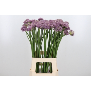 Allium Pink Jewel