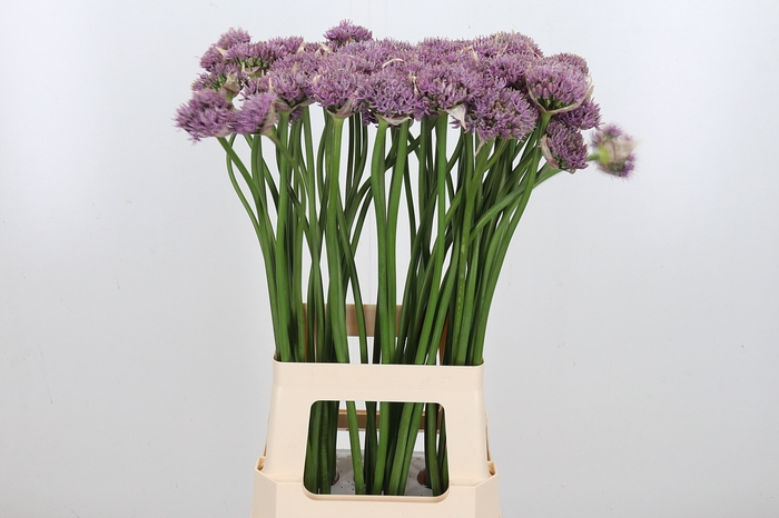 <h4>Allium Pink Jewel</h4>
