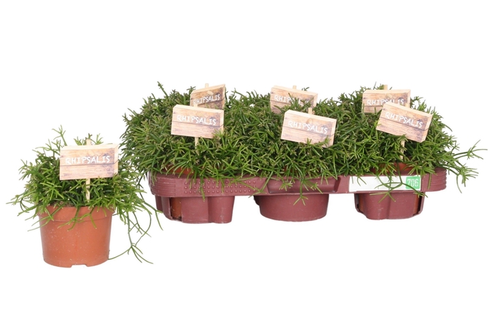 <h4>Rhipsalis bacci. Oasis 10,5 cm</h4>