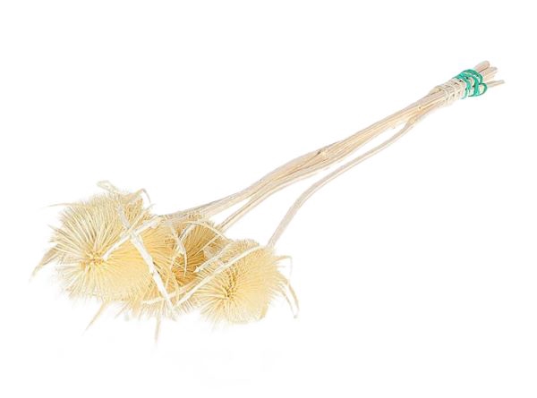 Bunch Bleached Thistle