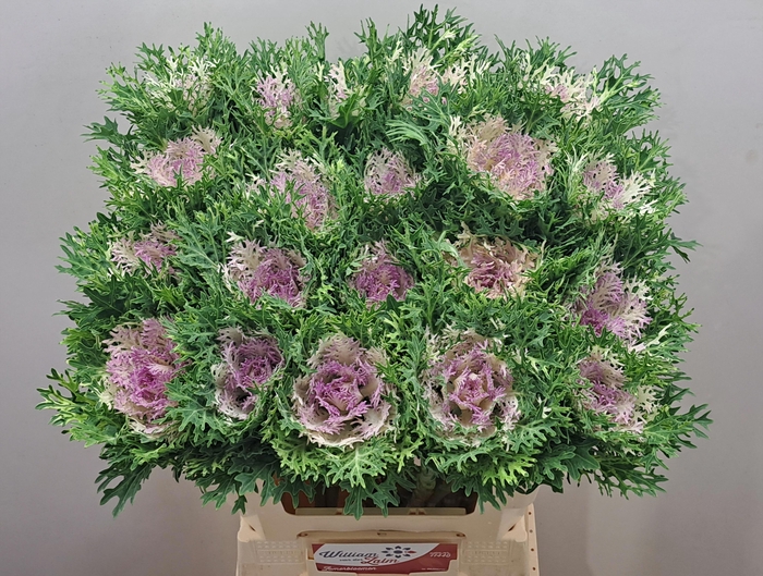 <h4>BRASS CRANE KING</h4>