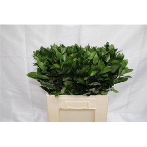 RUSCUS HYPOPHYLLUM 60 CM