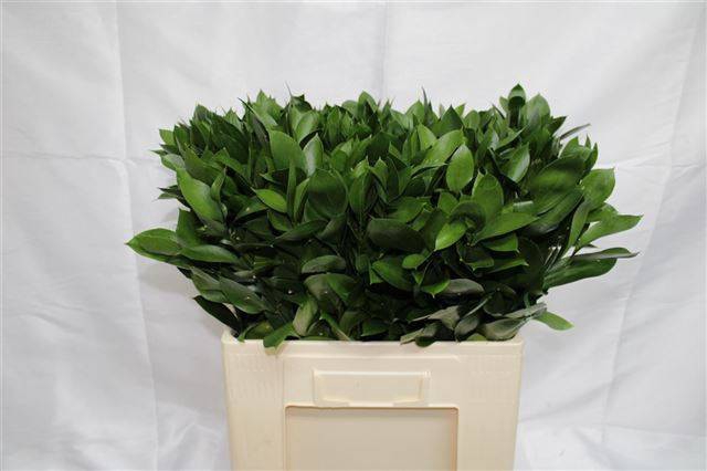 <h4>RUSCUS HYPOPHYLLUM 60 CM</h4>