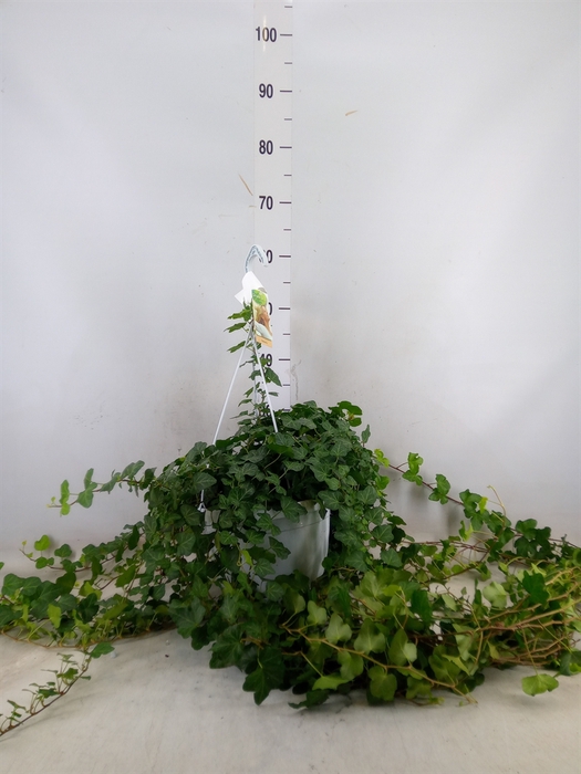 <h4>Hedera helix 'Wonder'</h4>