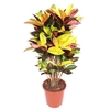 Codiaeum Mrs Iceton