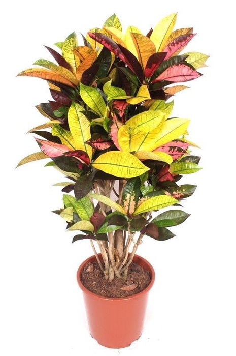 Codiaeum Mrs Iceton