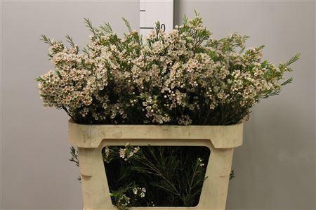 <h4>Chame Un Eve</h4>