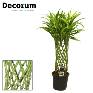 Dracaena Sanderiana gold 19 cm (Decorum)