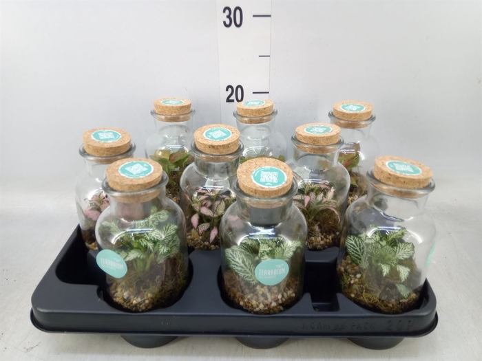 <h4>Arr.   Planten L%</h4>