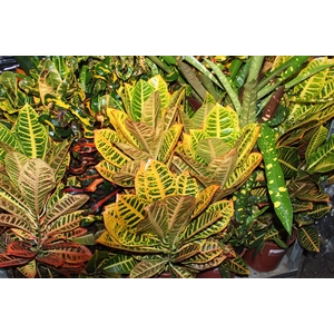 CROTON HIB VARIADO P24