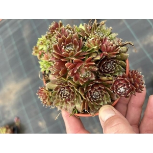 SEMPERVIVUM-HYBRID p12 rubin