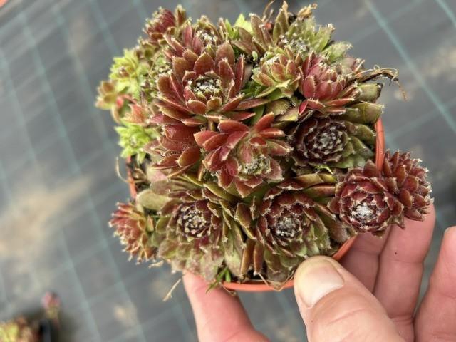 <h4>SEMPERVIVUM-HYBRID p12 rubin</h4>