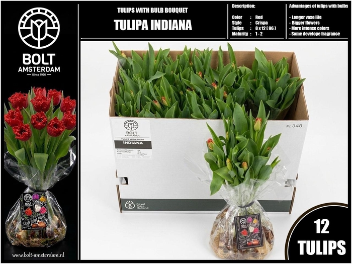 <h4>TU FR INDIANA</h4>